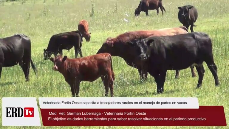 Herramientas Esenciales para el Manejo en la Veterinaria Rural