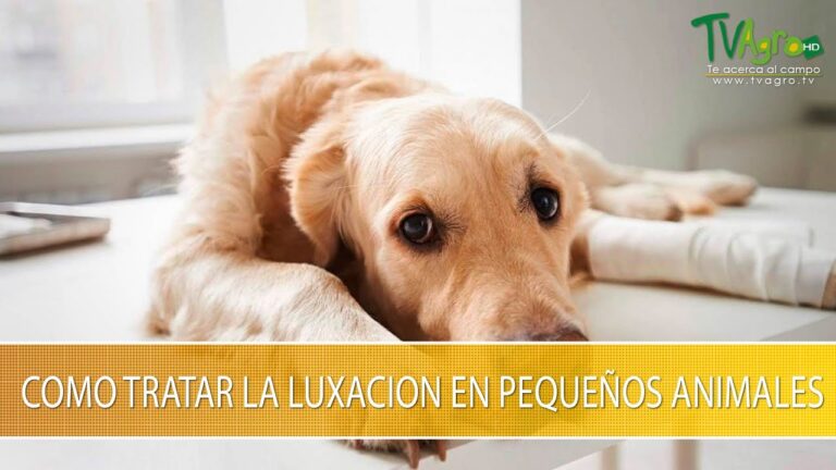 Protege la Salud de tu H&aacute;mster con un Seguro Veterinario