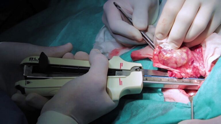 T&eacute;cnicas Quir&uacute;rgicas Efectivas para Problemas Pulmonares en Animales