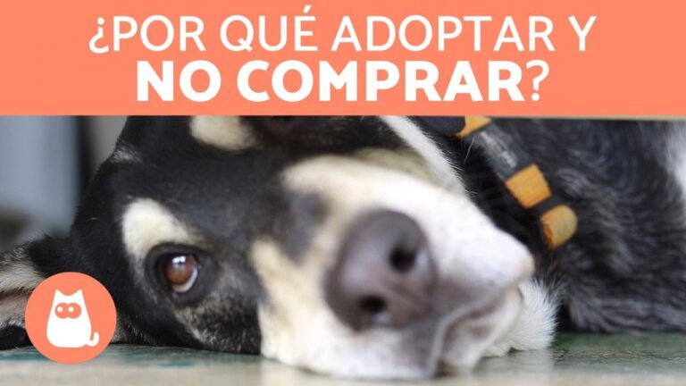 Consejos Veterinarios para una Adopci&oacute;n Responsable