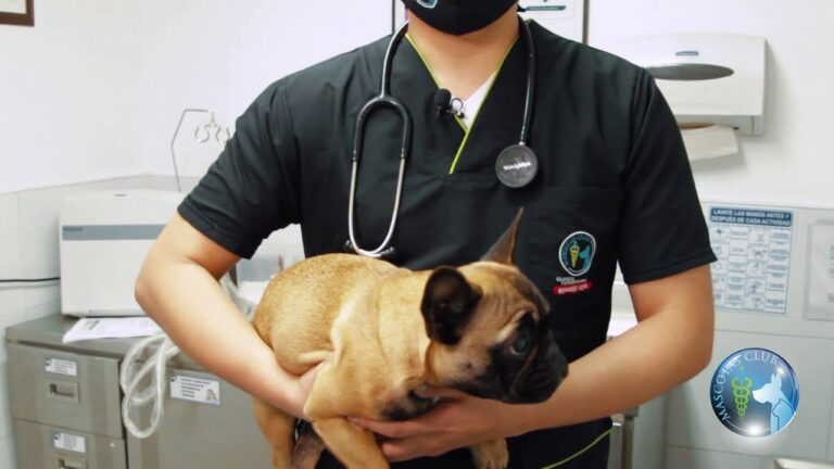 Revisi&oacute;n Anual en Veterinaria: Clave para el Cuidado de Mascotas