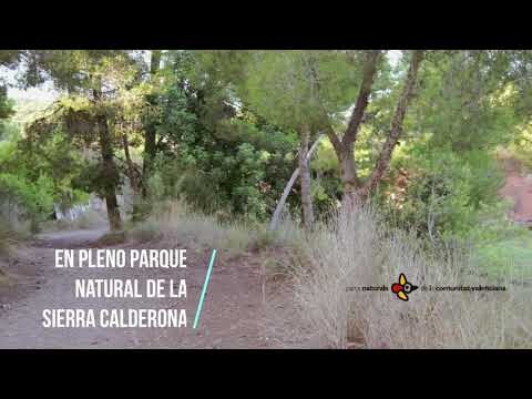 Rehabilitaci&oacute;n Equina en Veterinaria Rural: Enfoques y Beneficios