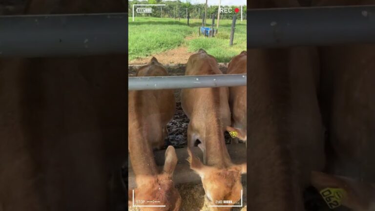 Retos y Desaf&iacute;os de la Inseminaci&oacute;n Artificial en Ganader&iacute;a