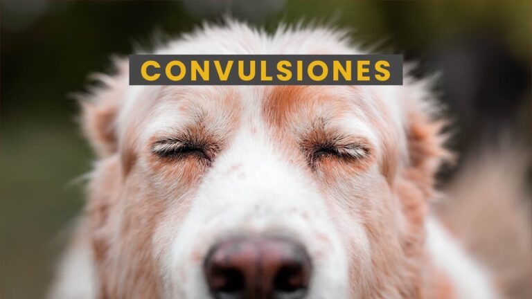 C&oacute;mo asistir a tu mascota en caso de convulsiones
