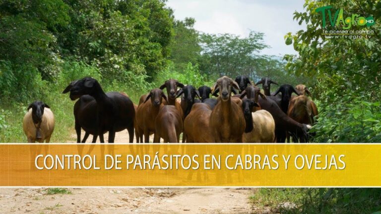 Estrategias Efectivas para el Control de Par&aacute;sitos en Cabras mediante Desparasitaci&oacute;n