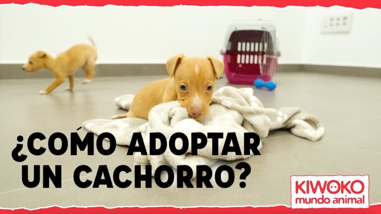 Juguetes Seguros para Animales Reci&eacute;n Adoptados