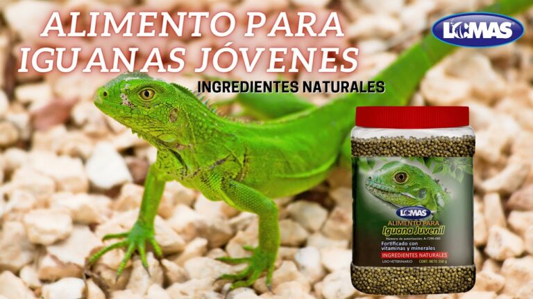 Gu&iacute;a de Dieta Balanceada para Reptiles como Mascotas