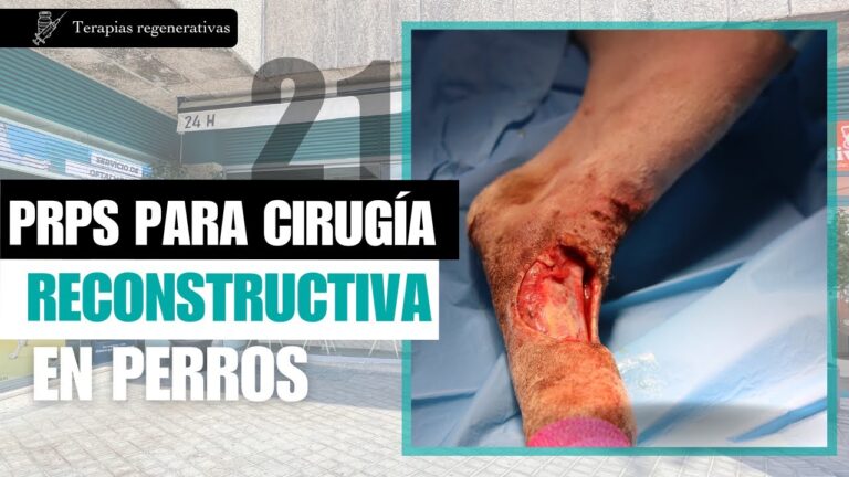 Avances en la Reconstrucci&oacute;n Quir&uacute;rgica en Animales