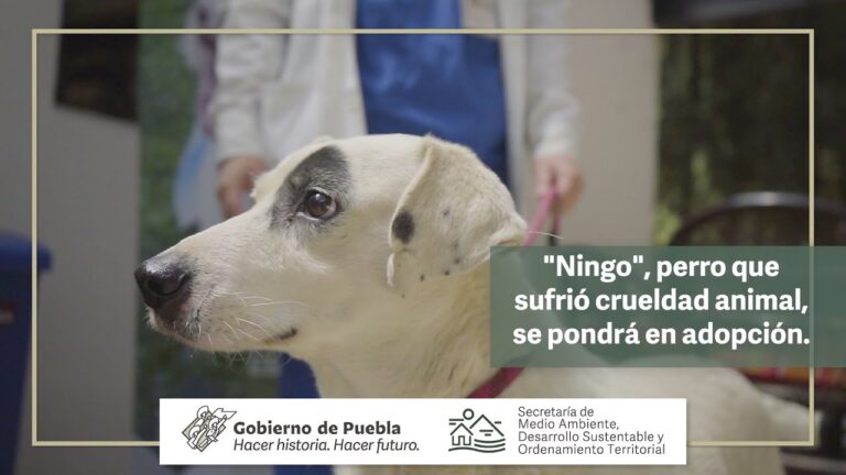 Bienestar Integral de Mascotas a trav&eacute;s de Terapias Alternativas