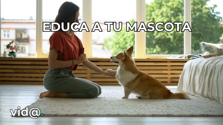 Fomentando una Relaci&oacute;n Saludable entre Due&ntilde;os y Mascotas