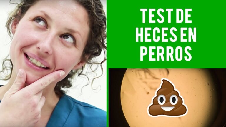 Giardiasis Canina y Felina: Crucial Importancia de la Vacunaci&oacute;n