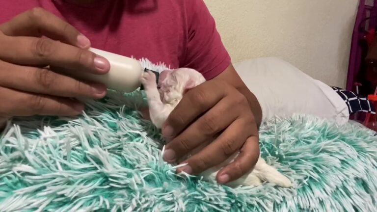 Criando Mascotas de Forma Responsable: Gu&iacute;a Pr&aacute;ctica