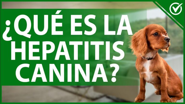 Prevenci&oacute;n Efectiva de la Hepatitis en Perros