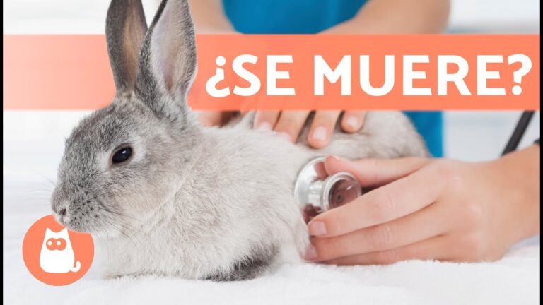Cuidados Esenciales para Conejos y Peque&ntilde;os Mam&iacute;feros