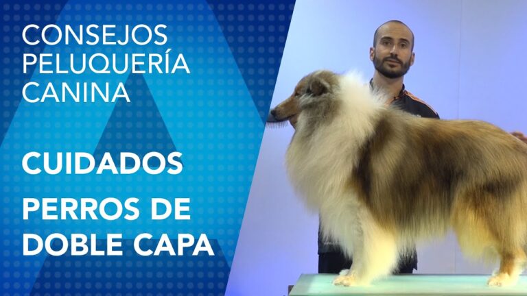 Baños y Cuidados Esenciales en Estética Animal