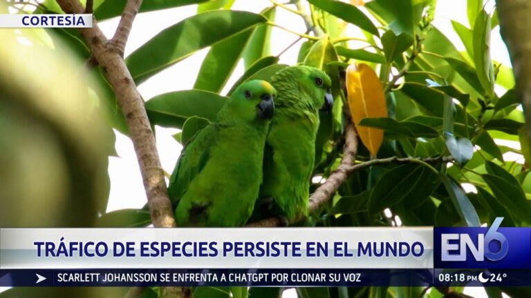 Normativas Efectivas contra el Tr&aacute;fico Ilegal de Animales