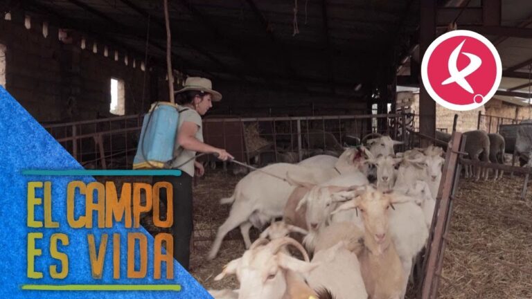 Estrategias Efectivas de Desparasitaci&oacute;n Interna y Externa en Cabras