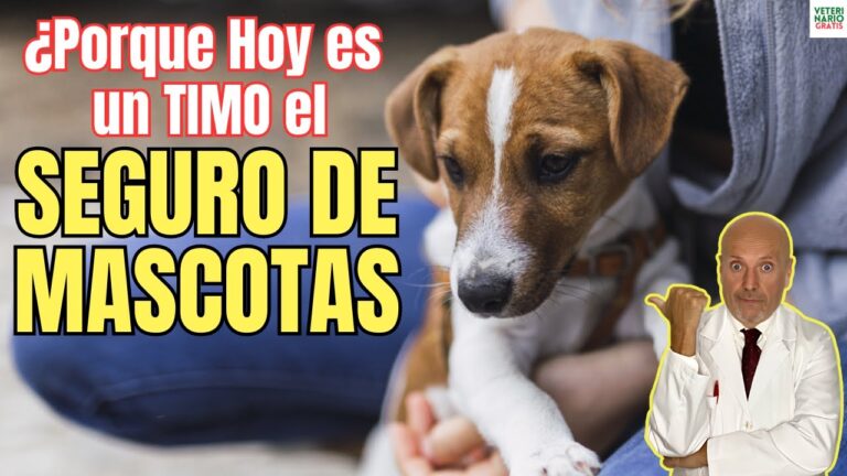 La Perspectiva de los Veterinarios sobre los Seguros para Mascotas