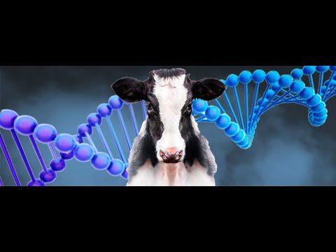 Reproducci&oacute;n Selectiva: Mejora de la Gen&eacute;tica Animal