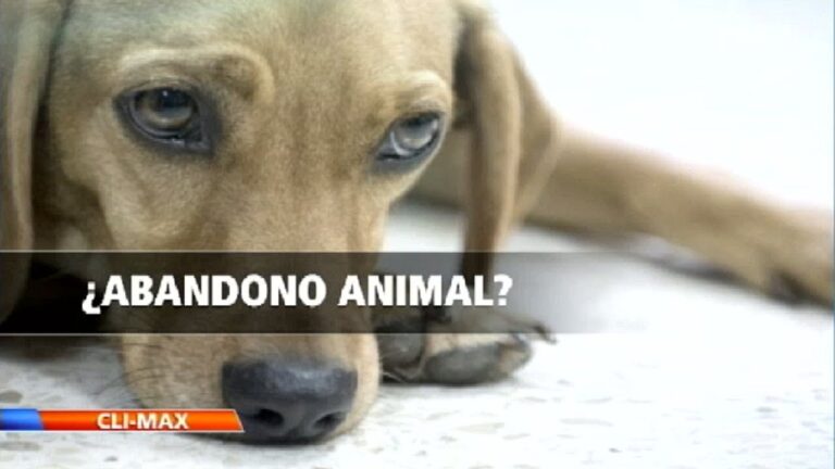 Leyes Efectivas contra el Abuso Animal