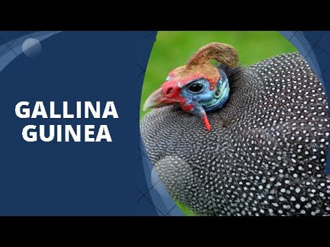 Desparasitaci&oacute;n Efectiva de Caballos en Entornos Rurales
