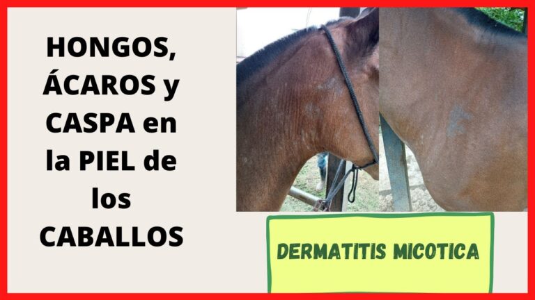 Prevenci&oacute;n de Enfermedades en Colas y Crines de Caballos
