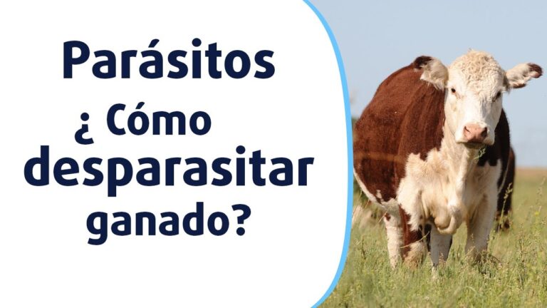 Prevenci&oacute;n de Par&aacute;sitos en Animales mediante Desparasitaci&oacute;n