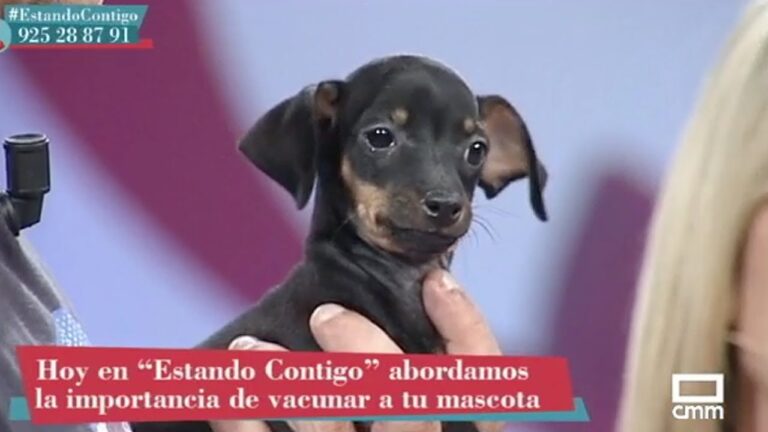 Vacunaci&oacute;n de Perros y Gatos: Un Cuidado Esencial
