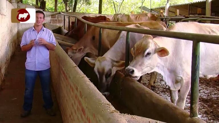 Optimizaci&oacute;n de la dieta balanceada para vacas en explotaciones agr&iacute;colas