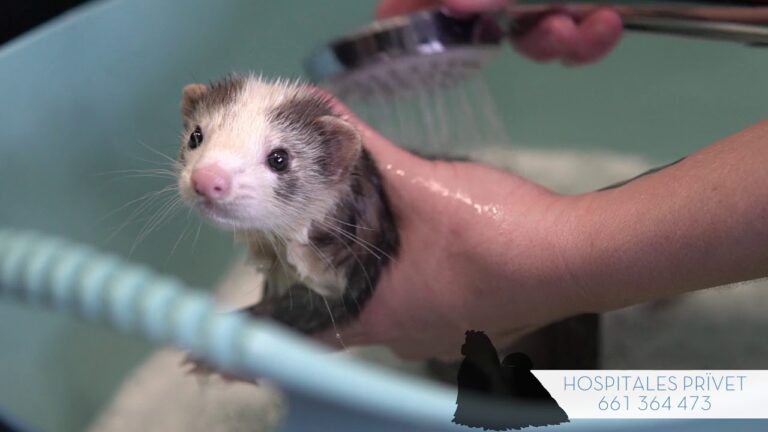 Baño de Hurones: Consejos para un Pelaje Saludable
