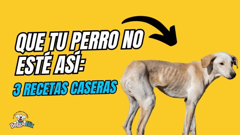 Dieta Espec&iacute;fica para Mascotas Enfermas: Gu&iacute;a Nutricional Esencial
