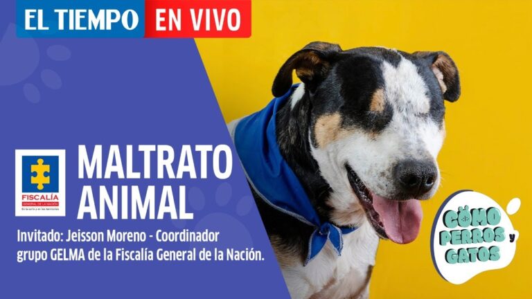 Normativas Efectivas contra el Maltrato Animal