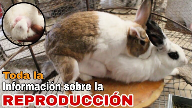 Gu&iacute;a para la Reproducci&oacute;n Exitosa de Conejos