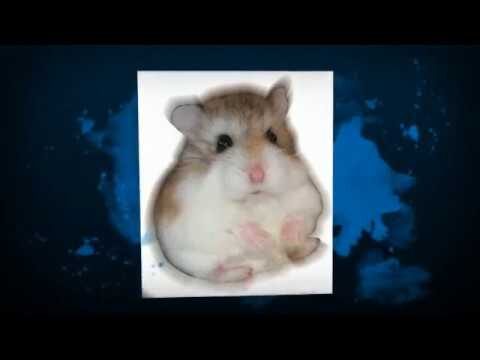 Gu&iacute;a Esencial para el Entrenamiento B&aacute;sico de Animales Ex&oacute;ticos