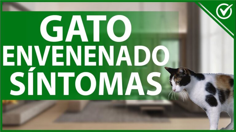 Prevenci&oacute;n del Envenenamiento en Mascotas