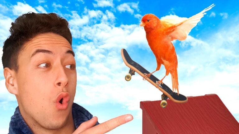 Consejos Efectivos para el Adiestramiento de Aves Dom&eacute;sticas