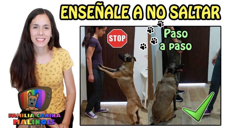 Gu&iacute;a Pr&aacute;ctica para Educar a tu Mascota en Buen Comportamiento