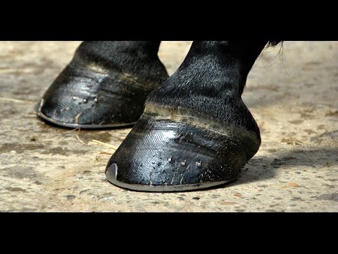 Consejos Veterinarios para Prevenir Enfermedades en Equinos