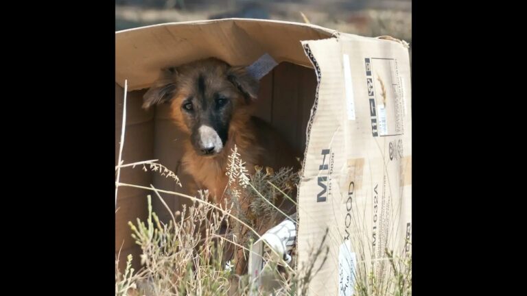 Cuidados Esenciales para Animales Adoptados