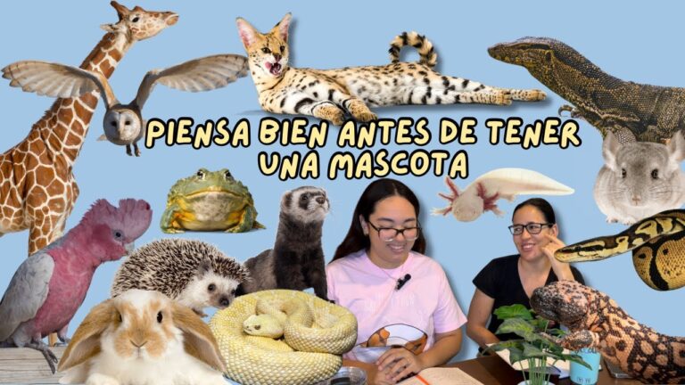 Crianza Responsable de Reptiles como Mascotas: Guía Esencial