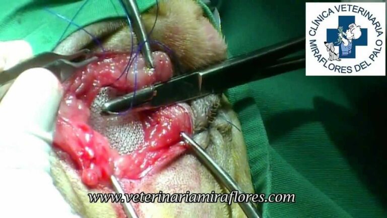 Tratamiento Quir&uacute;rgico de Hernias en Animales