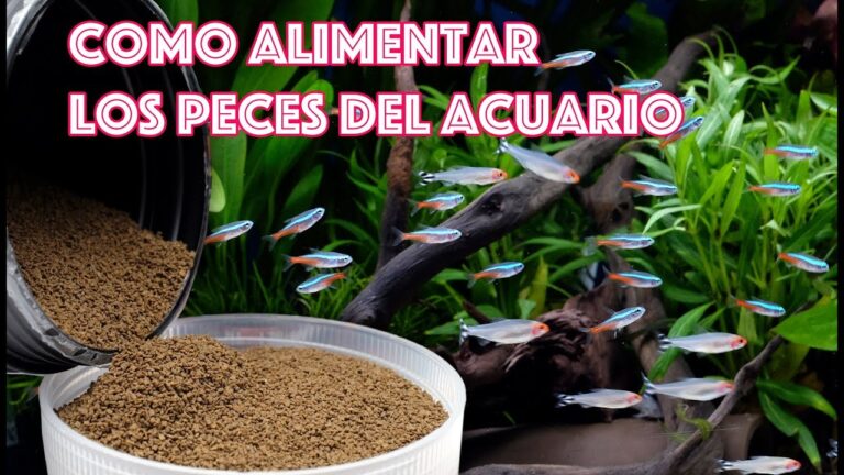 Atención Veterinaria para la Salud de Peces y Acuarios