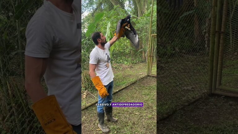 El papel del comportamiento animal en la rehabilitaci&oacute;n