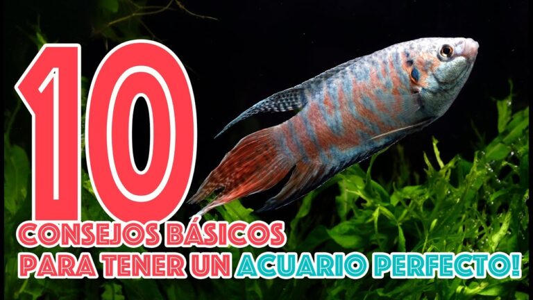 Peces Sanos en su Hábitat Acuático: Claves para su Conservación