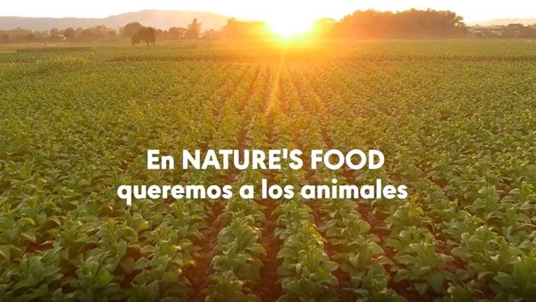 Juguetes Veterinarios que Mejoran la Salud de las Mascotas