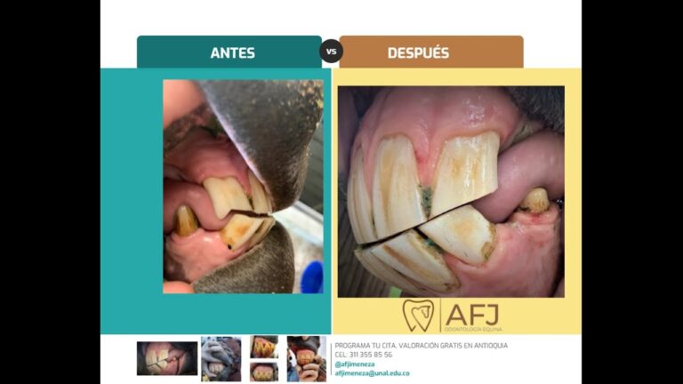 Consejos Veterinarios para Revisiones Dentales en Equinos