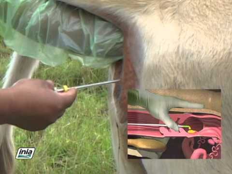 Optimización de la Inseminación Artificial en Veterinaria Rural: Experiencia de Campo