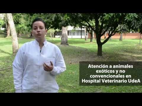 Guía Esencial para la Desparasitación de Animales Exóticos Domésticos