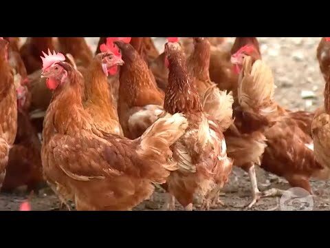 T&eacute;cnicas Efectivas para Reducir el Estr&eacute;s en la Cr&iacute;a de Animales