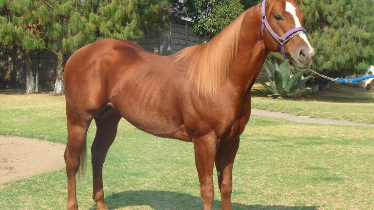 Fisioterapia Equina: Estrategias Efectivas para el Manejo de Lesiones